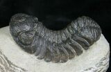 Bargain Phacops Speculator Trilobite Fossil #5365-1